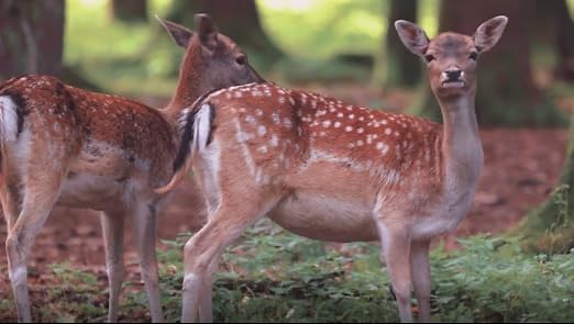 BOBLOV Digital Night Vision Binoculars for Adults