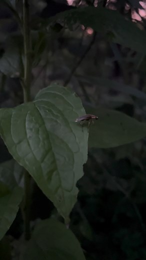 5.5K views · 376 reactions | I took this video in my garden this...