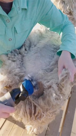 It’s so satisfying to watch the Mohair locks fall away as the Angora goats are s #combing #scouring #spinning #teaching #diy #shearing #sheep #farm #story #foryou #viralvideo #facebookreels #reels #trend #fypシ | Amelia Turner | Facebook