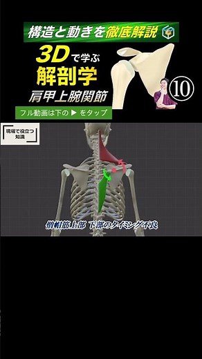 Disruption of the scapulohumeral rhythm [Understand it in 3D] This is the reason why your shoulde...