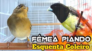 97K views · 626 reactions | fêmea de coleiro piando esquenta Coleiro e papa-capim #fêmea piando #fêmeachamando #papacapim | Coleiro pets | Facebook
