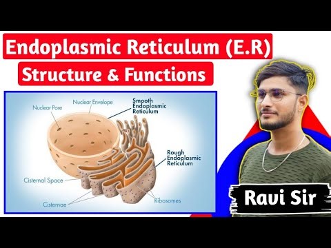 Endoplasmic Reticulum Structure And Functions | Anatomy & Functions