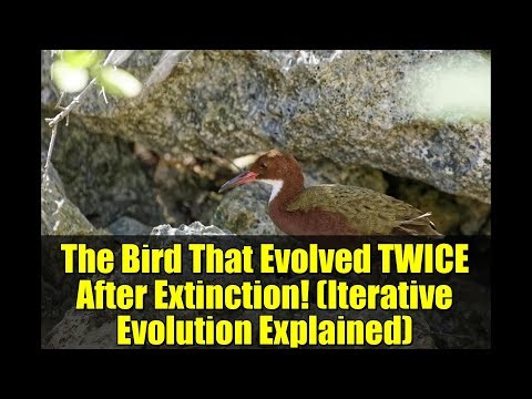 The Bird That Evolved TWICE After Extinction! (Iterative Evolution Explained)