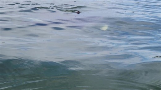 Kayaker encounters huge manta ray