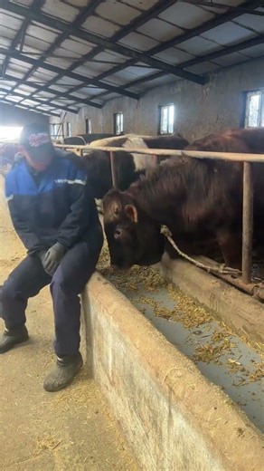 Ultimate Guide to Successful Cattle Breeding