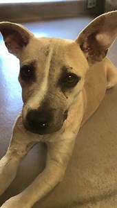 ✔️Rescued 8/9/19 ✨Sweet lil Java showed up to the shelter emaciated. She appears to be on the mend but still needs a rescue to break her out of the shelter. She’s an absolute doll. Status: GREEN - Emaciated JAVA #A1540386 17lbs I am a female, fawn and white Pit Bull Terrier. The shelter staff think I am about 6 months old. I have been at the shelter since Aug 02, 2019. http://petharbor.com/pet.asp?uaid=RVSD5.A1540386 Shelter address: 6851 Van Buren Boulevard Riverside, California 92509 Phone: 95