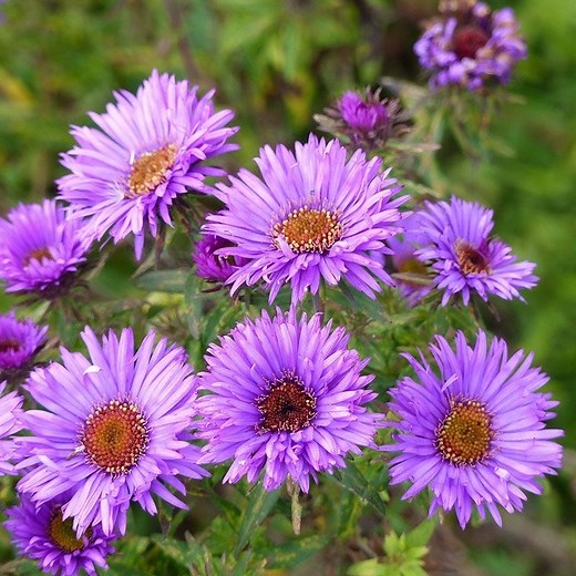 Purple Dome New England Aster, Aster novae-angliae | High Country Gardens