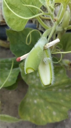 😱 Matchstick Inside a Growing Bottle Gourd? Nature's Amazing Experiment! 🌱🤯 #Shorts