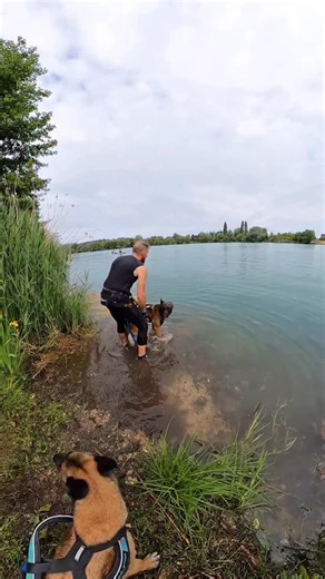 Canitriathlon avec Mia ⚡️ #malinois #dog #triathlon #ironmantri | Juleskennel