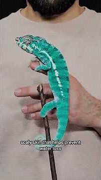 FUN FACTS about lizards#shorts