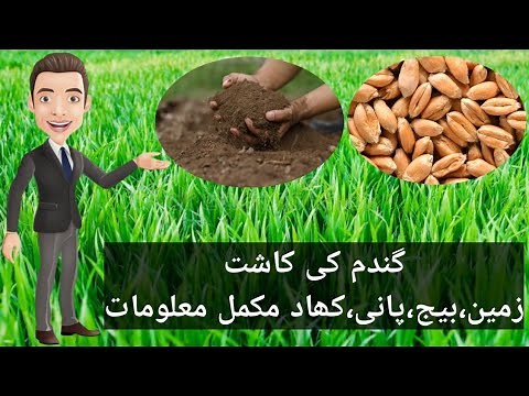How to Grow Wheat / How to Prepare Soil for Wheat Seed Complete Process / Wheat Cultivation Guide