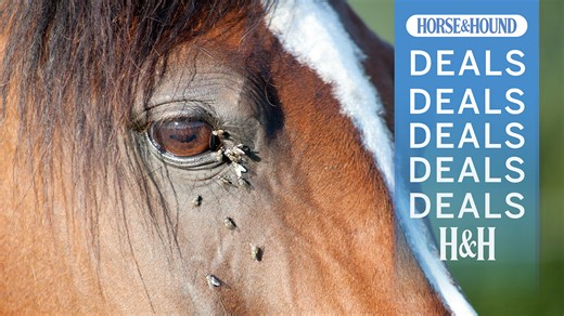 Best fly spray deals for July 2025 – all H&H Approved | Horse & Hound
