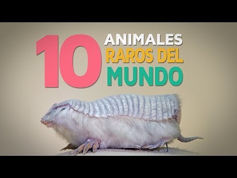 10 Animales raros del mundo | Fascinantes y curiosos 🦓
