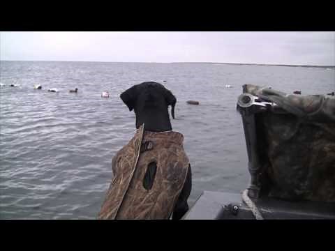 Best Sea Duck hunting on the East Coast