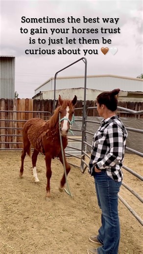 Follow This Filly’s Journey 🐎 | Must See #mustanghorse #horse #equestrianjourney