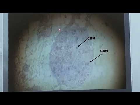 Histology of Autonomic ganglia