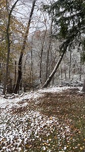 19 reactions · 3 comments | Snow on the branches and instruments on benches…. | Stringed Instrument Services | Facebook