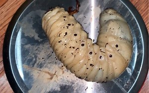 养了1年的白胖蛋白质