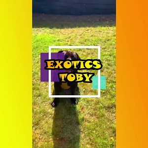 A very impressive training of Exotics Toby with his dad😍❤️. Toby is one of the offspring of Exotics Remi and Barbarians Bagheera. A splendid dog as always.💯💯 To reserve a puppy from one of our upcoming litters, kindly visit our website: https://boerboelpuppy.com/boerboel-breeders-puppies-for-sale/ Follow @boerboel_breeder_int to see more content about Exotic South African Boerboels. Follow @themoderncraftsman #boerboel #boerboels #boerboelpuppy #boerboelmastiff #boerboellove #exoticboerboels 