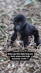 Baby gorilla figuring out how arms and legs actually work 🦍 Watching a young gorilla move is like watching curiosity in real time. Every step is a question. Every wobble is practice. These first months are all about learning: how to balance, how to climb, how to follow mom through a world that suddenly feels very big. Mom stays close. Always watching. Always ready. Because growing up in the wild starts early… and it starts with figuring out how your own body works. It’s moments like this that r