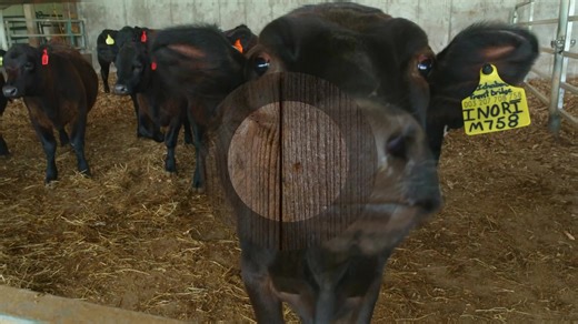 Maryland Farm and Harvest Season 13 Premieres Tomorrow @ 7pm on Maryland Public Television This season premiere is a doozy! 🤖🥩🌸 We’re talking Robots, Ribeyes, and one Al Spoler with rose-tinted glasses! 😎 🐮 First, an unusual breed of cattle might have you thinking you’re in Japan, but Doug Dell of Dell Brothers Inc. is raising Wagyu cattle right here in Maryland! 🇯🇵➡️🇺🇸 🧀 Then, an Eastern Shore dairy farm turns to robotics to keep its farm dreams alive. 🤖🐄 St Brigid's Farm 🌼 And fin