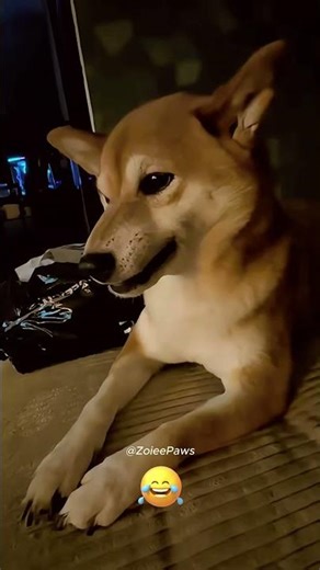 Dogs Making the Weirdest Sounds Ever 😱😂#funnydogvideos #dogs #shorts