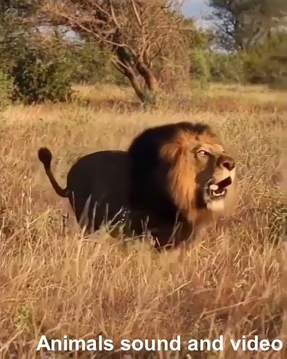 african lion roar