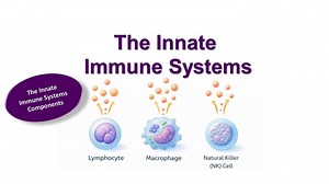 Innate Immune System Explained | Medical Powerpoint Lecture Slides for Students & Professors - Etsy Canada