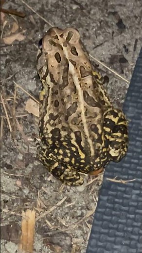 Frog hunting #frog #frogfun #fishing #gigging #backyard