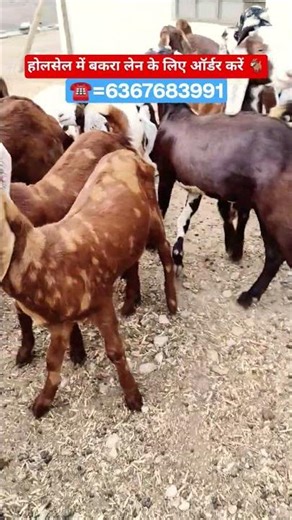 #shorts#goat#trending#viralshort#explore#farming#goatfarming#viral#afternoon#goa#reels#gym#fun#viral