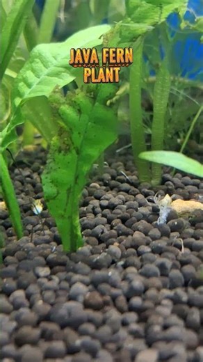 “Java Fern Plant Growth 😱 100% Beginner Friendly | Aquarium Plant”