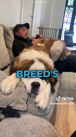 The 3 Dog Breeds With the Biggest Heads 🐶 | cane corso