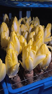 14M views · 108K reactions | ENDIVIA: LA VERDURA QUE CRECE EN LA OSCURIDAD TOTAL La endivia se cultiva sin luz solar para evitar la clorofila y suavizar su sabor. Cruda o cocida, es una joya belga que brota en la sombra con textura crujiente y delicadeza sorprendente. #Endivia #CultivoSinSol #VerduraGourmet #ChiconBelga #AgriculturaInnovadora #SaborEnLaOscuridad | Agropecuaria TV | Facebook