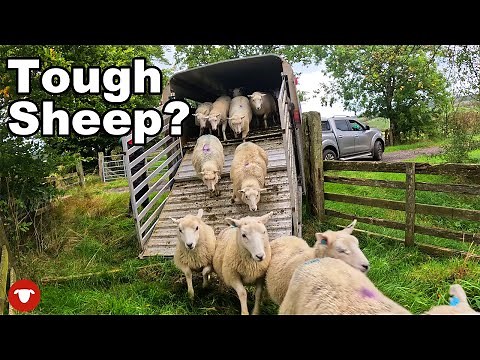 Shetland x Cheviot ewes... The right sheep for the job?