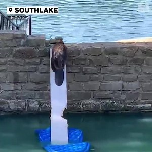 "He's out!" Officers helped rescue a trapped beaver in a 30-minute operation by creating a makeshift ramp for the animal to climb out to safety. (via ABC) | 4 News Now