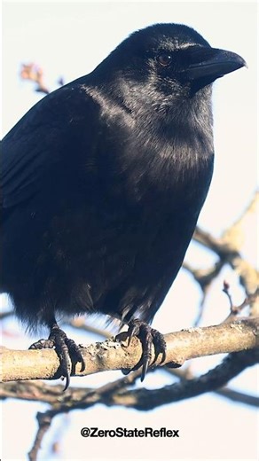 Calm Crow & Caws. Can you hear the different types? 👂🏻 #crow