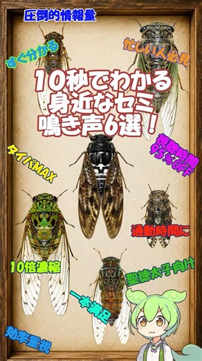 ⏱️10秒でわかる！身近なセミ鳴き声6選！