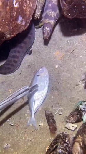 La conductividad eléctrica es la medida de la capacidad de un material o sustancia para dejar pasar libremente la corriente eléctrica a través de él. Se define físicamente como la inversa de la resistividad (la oposición al flujo eléctrico). #engineering #tech #energia #humor #ecodomsa | MetalMecanica