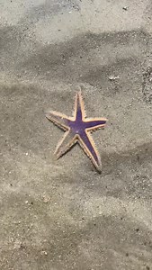103K views · 1K reactions | If you ever find a stranded sea star, remember their skin is extremely sensitive. If you have one use a bucket with seawater and sand, or a shell to gently place them back in the ocean…never your hands. Small actions matter, and it mattered to that one. ⭐️ | Lawren Bagley | Facebook