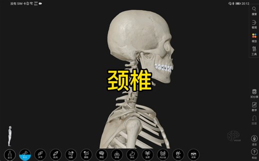 颈椎的3D解剖