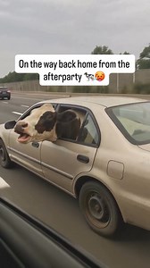 35K views · 329 reactions | Getting back home from the after party  Credit  @infiniteunreality | Techno Station | Facebook