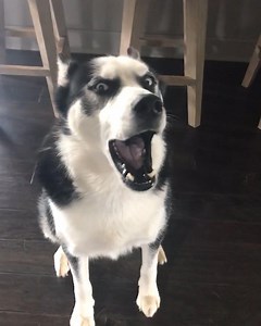 5.1M views · 113K reactions | Such a drama queen, this is one hell of a tantrum  | LADbible | Facebook