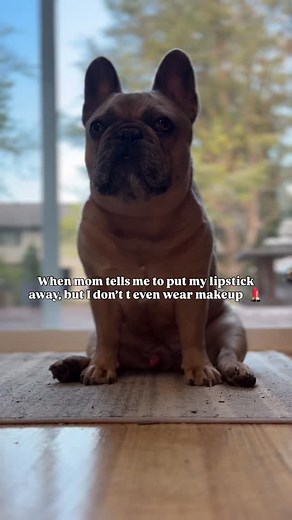 When you have a boy dog 🫣 💄 Can you relate 😂 #redrocket #frenchieofig #frenchiemom #bulldogsofinstagram #funnyfrenchie #dogmomaf #dogmoms | Frenchie Louie Clark
