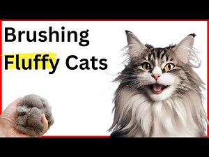 How to brush a Long Haired Cat correctly