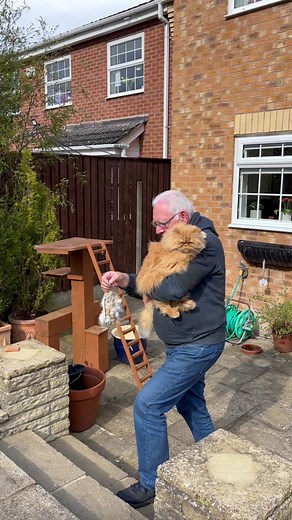 We’ve kindly donated our fur so the birdies can make their nests warm & cozy for their babies 🤗 #birdies #sharingiscaring #furbaby #catsoftiktok #gatosfofos