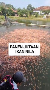 Proses budidaya ikan nila dari pemijahan larva sampai dewasa siap jual #nila #budidaya #ikannila #ikanmas #nelayan #ikankonsumsi #mancing #memancing #ikanmujair #hewanair #raptorfish | RaptorFish