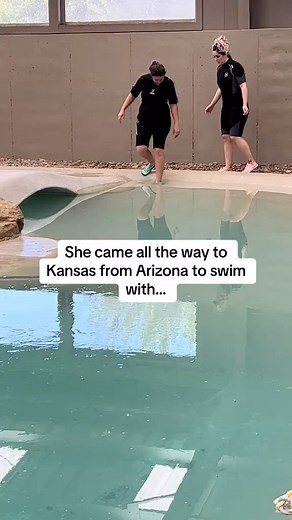 13K views · 44K reactions | Time to check this off your bucket list! #penguin #penguinswim #swimwithoenguins #penguinexperience #bucketlist #coolanimals #penguinmeet #africanpenguin #tanganyikawildlifepark | Tanganyika Wildlife Park | Facebook