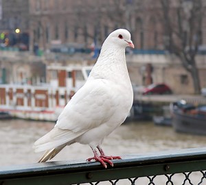 12 Birds That Are WHITE in North Carolina! (ID Guide)