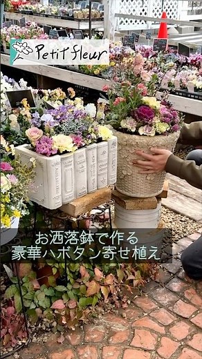 【葉牡丹】お洒落鉢で作る豪華ハボタン寄せ植え#flowers #ガーデニング