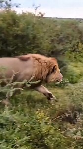 The lion king of the jungle hunts a hyena and kills him. #animals #Predators #safari | Paint Expert